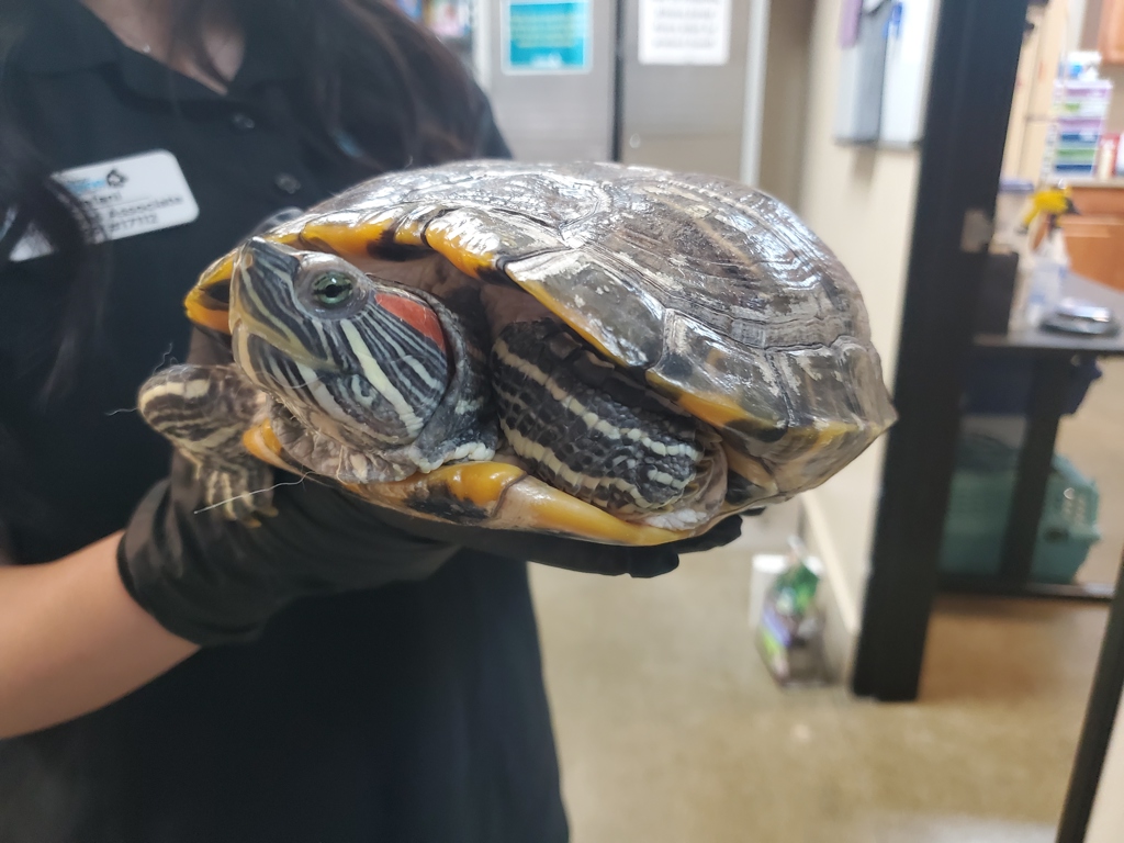 Shelter Stray Female Reptile last seen Near Activity Way, Oceanside, CA, 92056, Oceanside, CA 92058, USA