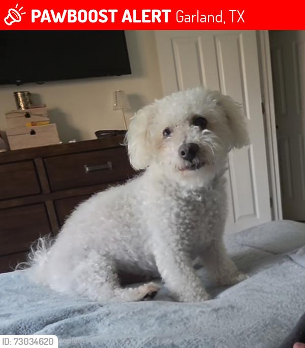 Lost Male Dog last seen Merrimac trail and valley view ln Garland tx 75043, Garland, TX 75043