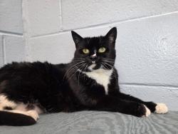 Shelter Stray Female Cat last seen Brookfield Road, PASADENA, MD, 21122, 411 Maxwell Frye Rd, Millersville, MD 21108, USA