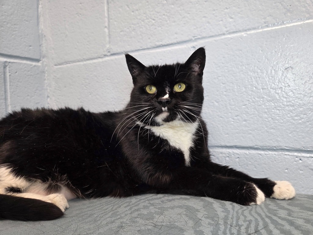Shelter Stray Female Cat last seen Brookfield Road, PASADENA, MD, 21122, 411 Maxwell Frye Rd, Millersville, MD 21108, USA