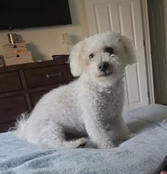 Lost Male Dog last seen Merrimac trail and valley view ln Garland tx 75043, Garland, TX 75043