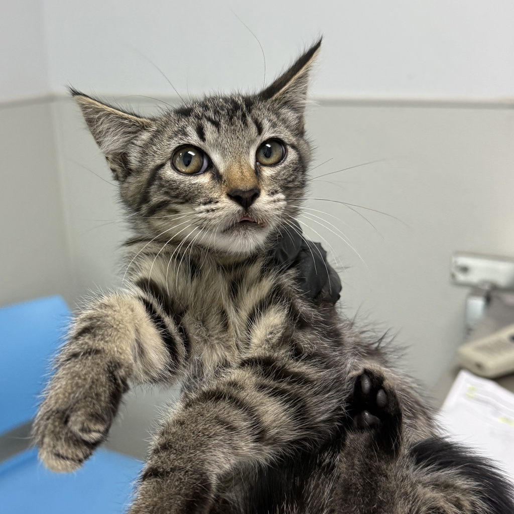 Shelter Stray Female Cat last seen Near Deep Dell Road, San Diego, CA, 92114, 5500 Gaines St, San Diego, CA 92110, USA