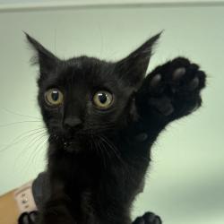 Shelter Stray Male Cat last seen Near Deep Dell Road, San Diego, CA, 92114, 5500 Gaines St, San Diego, CA 92110, USA
