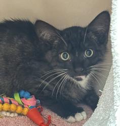 Shelter Stray Female Cat last seen Near Deep Dell Road, San Diego, CA, 92114, 5500 Gaines St, San Diego, CA 92110, USA