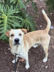 Shelter Stray Male Dog last seen Del Mar Place, San Diego, CA, 92121, 5500 Gaines St, San Diego, CA 92110, USA