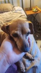 Reunited Female Dog last seen Central x Hermosa st. , Hemet, CA 92544