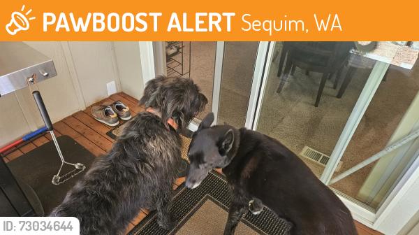 Found/Stray Unknown Dog last seen Sunland golf course, Sequim, WA 98382