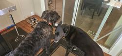 Found/Stray Unknown Dog last seen Sunland golf course, Sequim, WA 98382