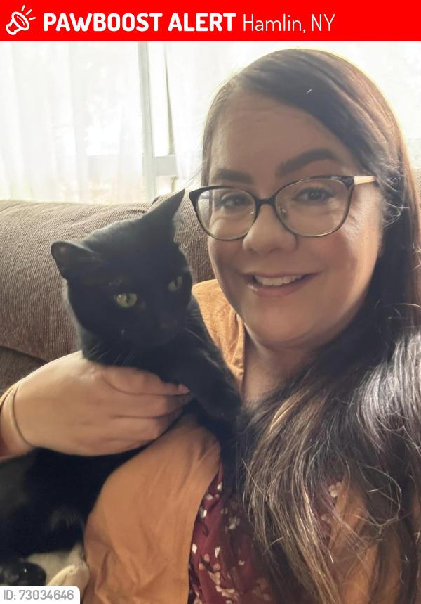 Lost Female Cat last seen lake road north, Hamlin, NY 14464