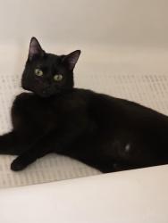 Lost Female Cat last seen Stanbought st redwood city, Redwood City, CA 94063