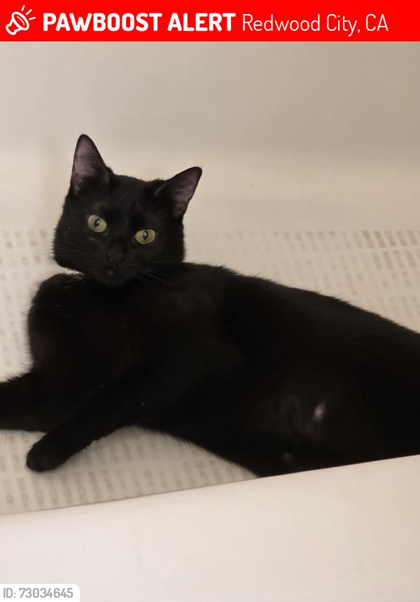 Lost Female Cat last seen Stanbought st redwood city, Redwood City, CA 94063