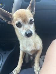 Found/Stray Male Dog last seen NA, Tracy, CA 95376