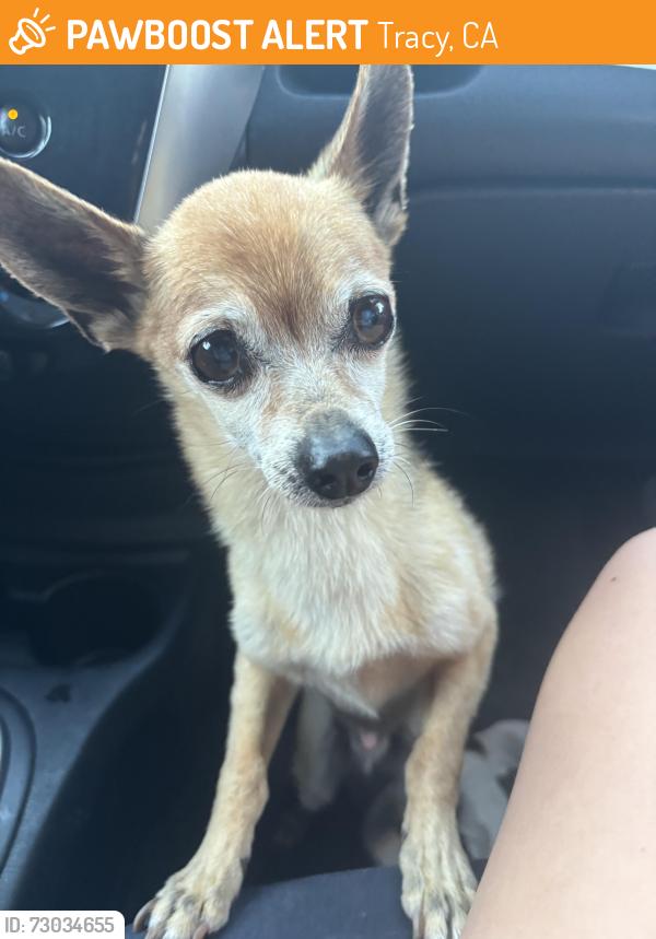 Found/Stray Male Dog last seen NA, Tracy, CA 95376