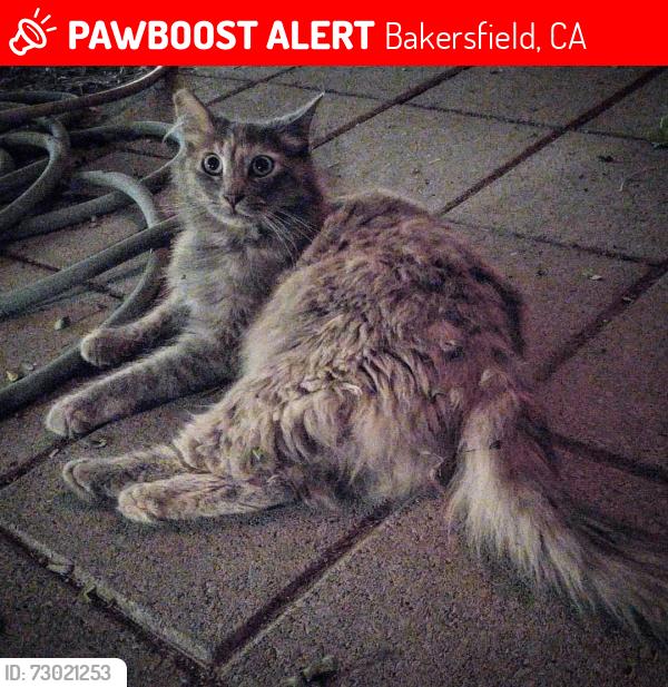 Lost Female Cat last seen Lake street and west, Bakersfield, CA 93305