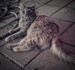 Lost Female Cat last seen Lake street and west, Bakersfield, CA 93305