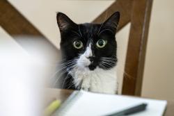 Lost Female Cat last seen San Luis Rey Drive, Cathedral City, CA 92234