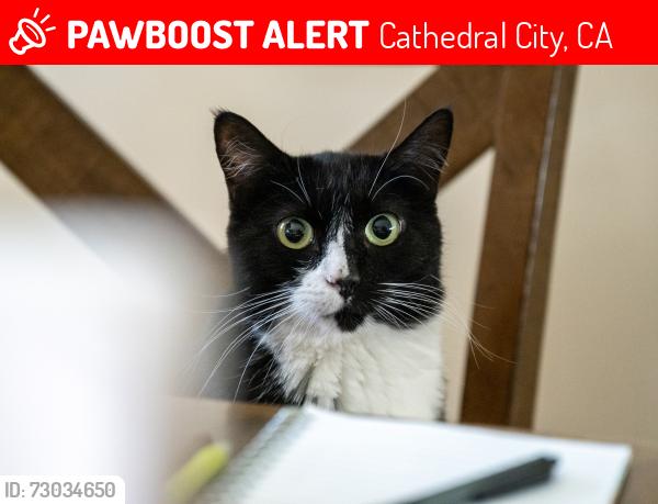Lost Female Cat last seen San Luis Rey Drive, Cathedral City, CA 92234