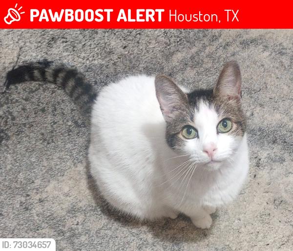 Lost Male Cat last seen Near nottingham apmts , Houston, TX 77079