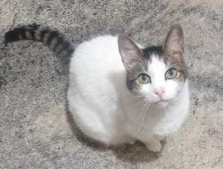 Lost Male Cat last seen Near nottingham apmts , Houston, TX 77079