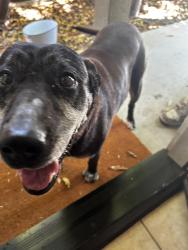 Found/Stray Female Dog last seen wind mill marlow, Santa Rosa, CA 95403