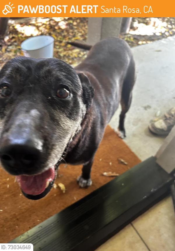 Found/Stray Female Dog last seen wind mill marlow, Santa Rosa, CA 95403