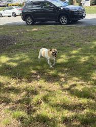 Found/Stray Male Dog last seen Oakhampton Pl and John Rolfe, Henrico County, VA 23233
