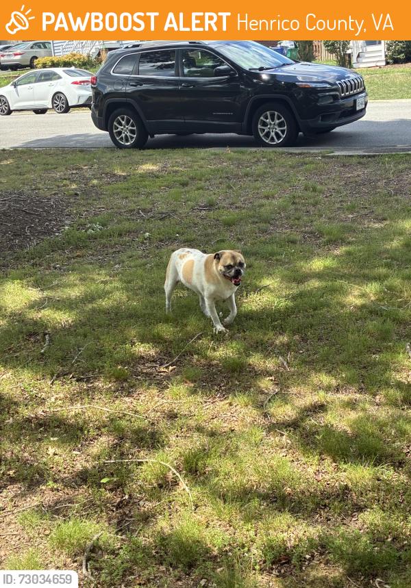 Found/Stray Male Dog last seen Oakhampton Pl and John Rolfe, Henrico County, VA 23233