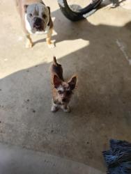 Lost Male Dog last seen Mountain and the 210, Ontario, CA 91762