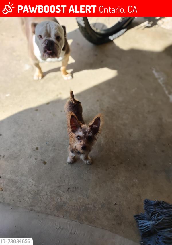 Lost Male Dog last seen Mountain and the 210, Ontario, CA 91762