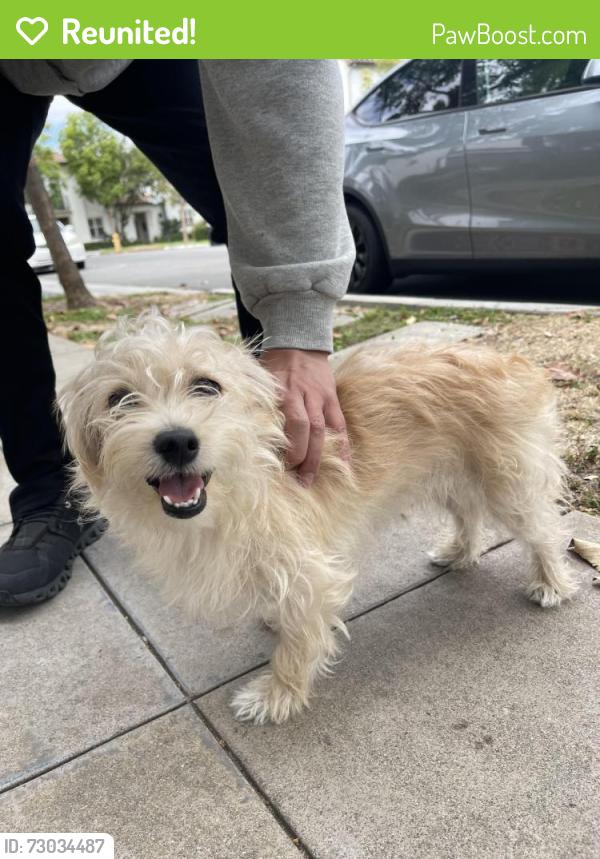 Reunited Female Dog last seen Beach and Lincoln, Anaheim, CA 92801