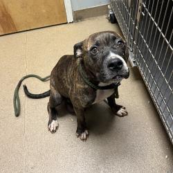 Shelter Stray Female Dog last seen , 4500 N Access Rd, Chattanooga, TN 37415, USA