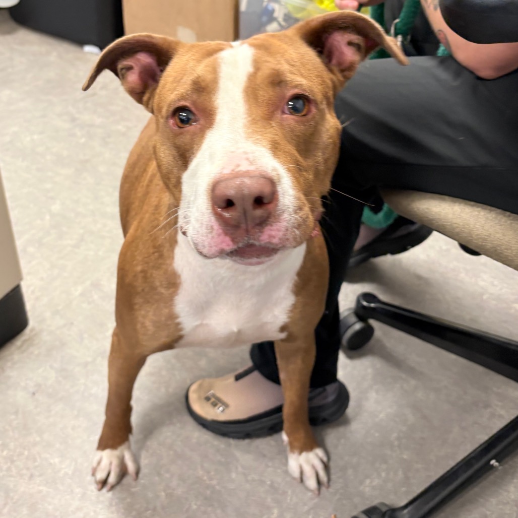 Shelter Stray Female Dog last seen , Animal Care & Control Team of Philly, 111 W Hunting Park Ave, Philadelphia, PA 19140, USA