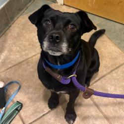 Shelter Stray Male Dog last seen , 4500 N Access Rd, Chattanooga, TN 37415, USA