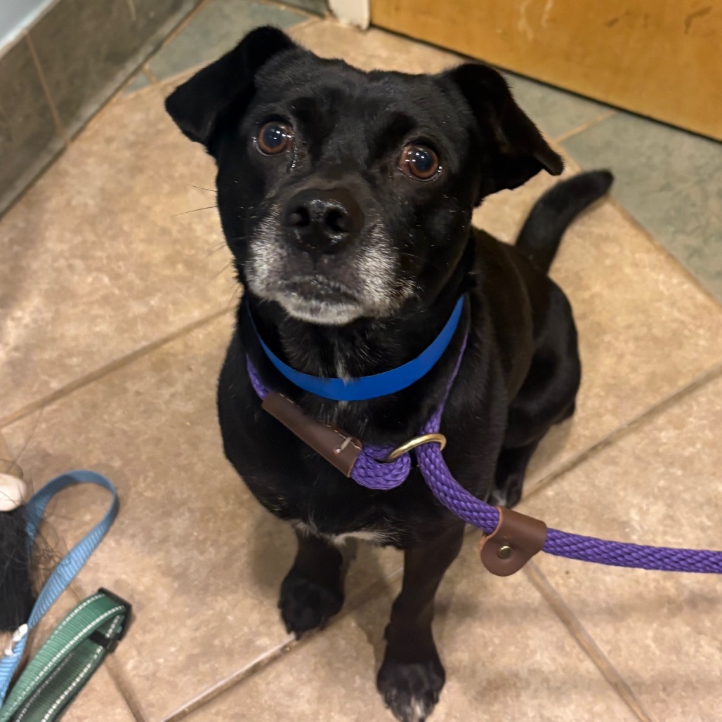 Shelter Stray Male Dog last seen , 4500 N Access Rd, Chattanooga, TN 37415, USA
