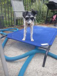 Reunited Unknown Dog last seen Crum creek road strawberry lane near the cul de sac, Media, PA 19063