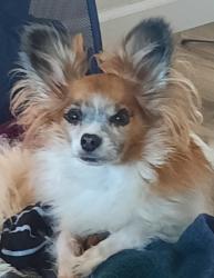 Lost Male Dog last seen Leeway Avenue Northwest, Silverdale, WA 98383
