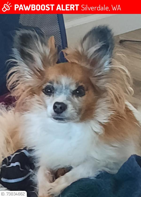 Lost Male Dog last seen Leeway Avenue Northwest, Silverdale, WA 98383