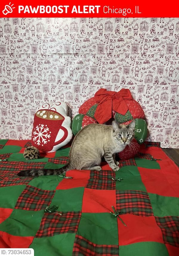 Lost Female Cat last seen Sunnyside and kimball, Chicago, IL 60625