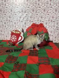 Lost Female Cat last seen Sunnyside and kimball, Chicago, IL 60625