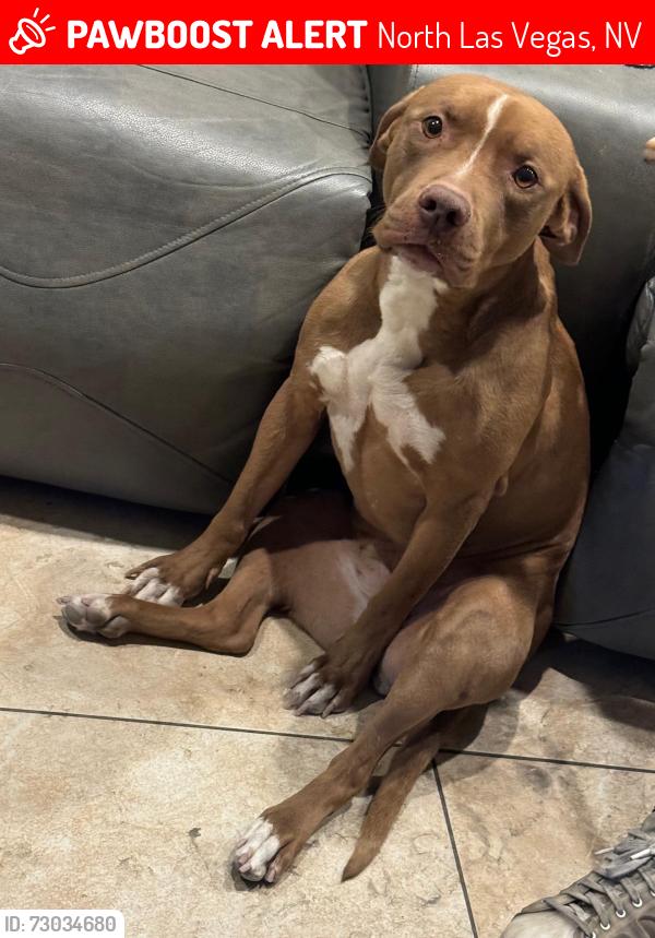 Lost Female Dog last seen Craig and Decatur , North Las Vegas, NV 89032