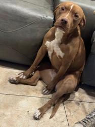 Lost Female Dog last seen Craig and Decatur , North Las Vegas, NV 89032