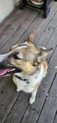 Reunited Male Dog last seen 15th ave abd Division Spokane, Wa, Spokane, WA 99203