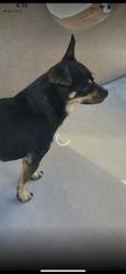 Reunited Male Dog last seen Flintcrest & Flinthaven (Main cross streets would be White & Cunningham), San Jose, CA 95148