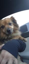 Reunited Male Dog last seen Bonnie Cove and Glendora Ave , Glendora, CA 91740