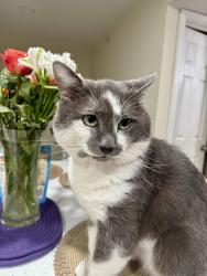 Reunited Male Cat last seen Rippon Landing , Woodbridge, VA 22191