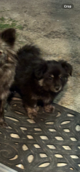 Lost Male Dog last seen Story road, Kammerer Ave,, San Jose, CA 95116