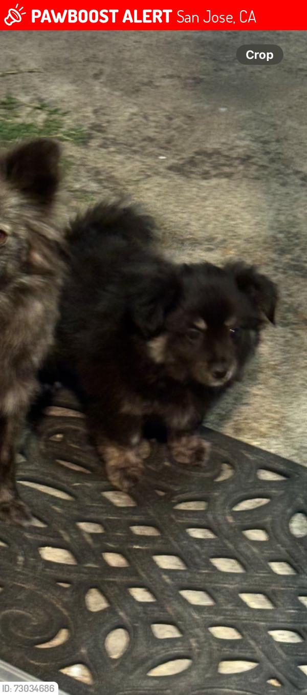 Lost Male Dog last seen Story road, Kammerer Ave,, San Jose, CA 95116