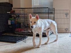 Found/Stray Male Dog last seen Windmill Hill Ln and Duncanville Rd in Cedar Hill, TX, DeSoto, TX 75115