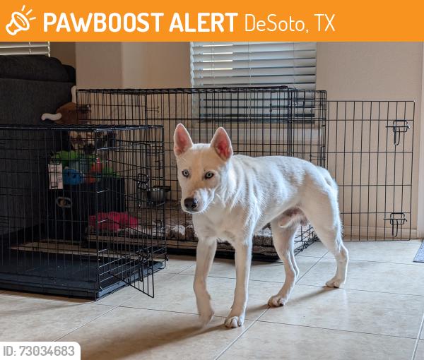 Found/Stray Male Dog last seen Windmill Hill Ln and Duncanville Rd in Cedar Hill, TX, DeSoto, TX 75115