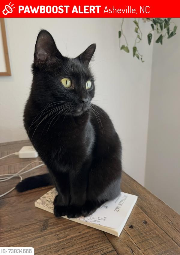 Lost Female Cat last seen Angus Ln and Marlborough, Asheville, NC 28805